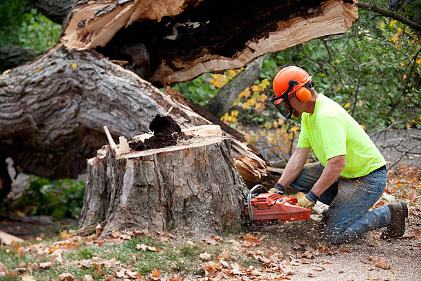 Tree Health Inspection